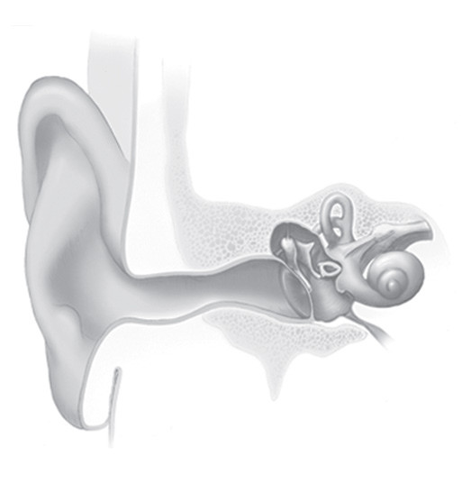 Interior de Oído. Fuente NIH